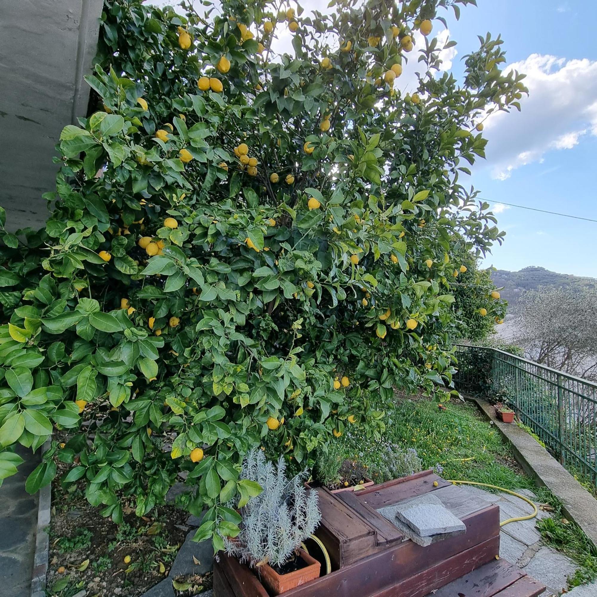 B&B La Terrazza Sui Fieschi Cogorno Dış mekan fotoğraf